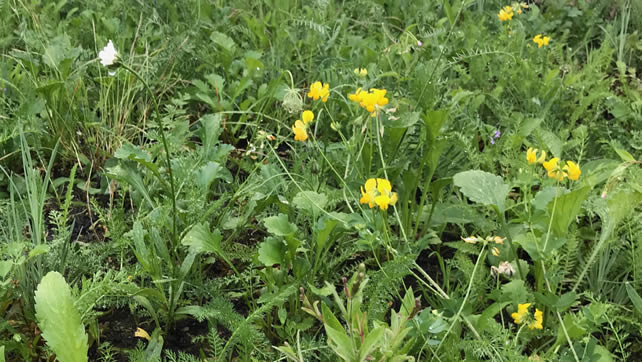 Wildflower Turfing