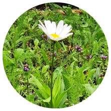 Wildflower Turfing