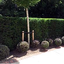 Buxus Balls