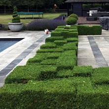 Clipped Buxus